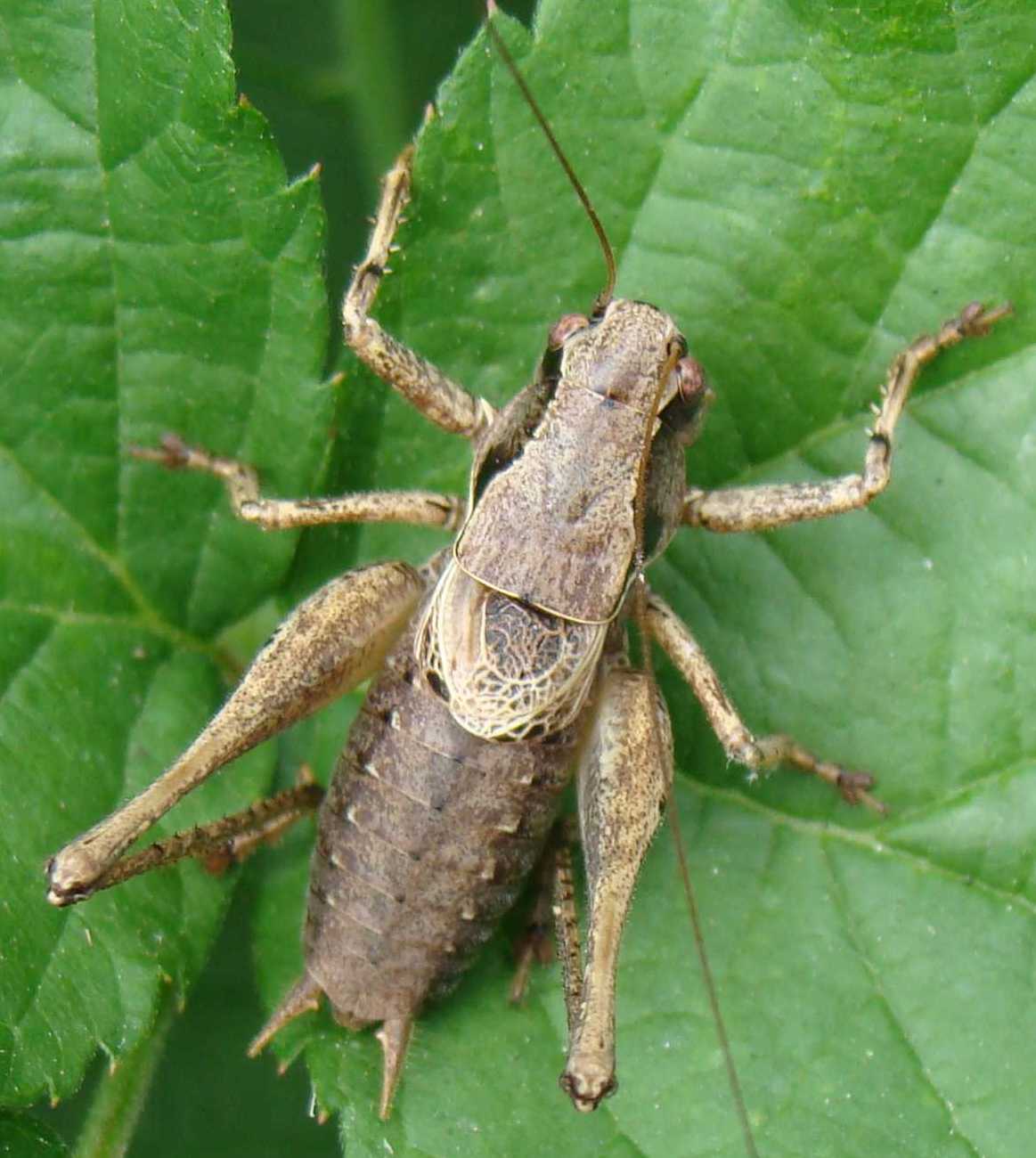 Ortotteri del Parco di Monza
